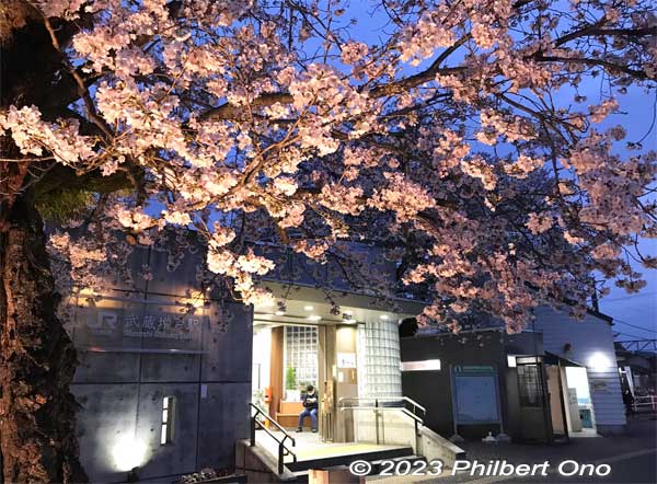 We'll miss you much.
Keywords: Tokyo Akiruno Musashi-Masuko Yasubee sakura cherry blossoms