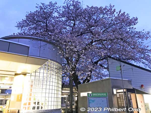 The third cherry tree at JR Musashi-Masuko Station.
Keywords: Tokyo Akiruno Musashi-Masuko Yasubee sakura cherry blossoms