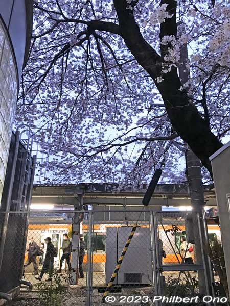 The third cherry tree at JR Musashi-Masuko Station is right next to the train platform. Too close.
Keywords: Tokyo Akiruno Musashi-Masuko Yasubee sakura cherry blossoms