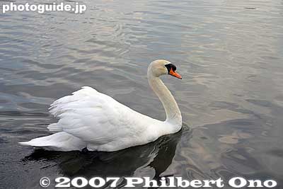 At least 2 swans were in the pond along with koi fish.
Keywords: tokyo arakawa-ku park swan japanwildlife