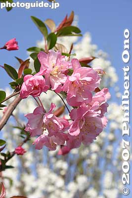Flowering Crabapple and ornamental peaches ハナカイドウとハナモモ
Keywords: tokyo arakawa-ku park flowers Flowering crab apple
