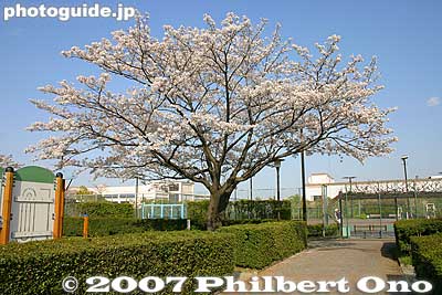 Cherry blossoms and tennis courts.
Keywords: tokyo arakawa-ku park cherry blossoms sakura