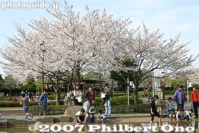 Keywords: tokyo arakawa-ku park cherry blossoms sakura children