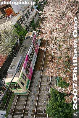 Tokyo Toden streetcar pass by cherry trees near Arakawa 2-chome Station.
Keywords: tokyo arakawa-ku park cherry blossoms sakura streetcar arakawatoden