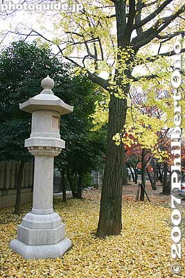 Keywords: tokyo bunkyo-ku ward shingon buddhist temple autumn fall leaves foliage