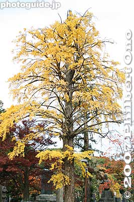 Gingko tree in fall
Keywords: tokyo bunkyo-ku ward shingon buddhist temple autumn fall leaves foliage