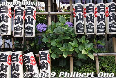 Keywords: tokyo bunkyo-ku ajisai hakusan jinja shrine hydrangea flowers matsuri festival 