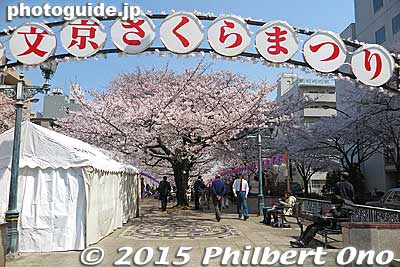 Harimazaka road, named after Lord Matsudaira Harima who had his main residence here during the Edo Period, is lined with 127 cherry blossom trees for about 460 meters.
Keywords: tokyo bunkyo-ku sakura cherry blossoms flowers
