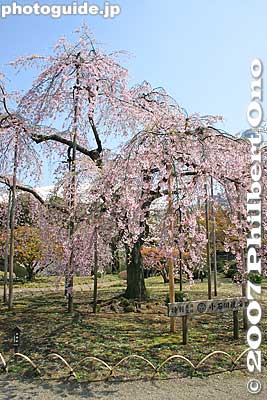 This weeping cherry tree is about 60 years old.
Keywords: tokyo bunkyo-ku ward koishikawa korakuen japanese garden weeping cherry tree sakura blossoms flower
