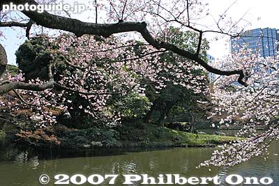 In the background is Horaijima island (not accessible). 蓬莱島
Keywords: tokyo bunkyo-ku ward koishikawa korakuen japanese garden pond sakura cherry blossoms flower