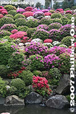 Some bushes are in full bloom, while others are still too early.
Keywords: tokyo bunkyo-ku nezu jinja shrine azaleas tsutsuji flowers matsuri festival