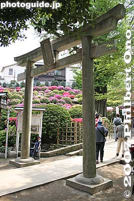 Keywords: tokyo bunkyo-ku nezu jinja shrine azaleas tsutsuji flowers matsuri festival torii