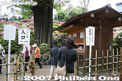 Entry to the azalea garden. 200 yen admission (actually a donation). Open 9am to 5 pm.
Keywords: tokyo bunkyo-ku nezu jinja shrine azaleas tsutsuji flowers matsuri festival
