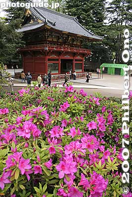 Shrine gate and azaleas.
Keywords: tokyo bunkyo-ku nezu jinja shrine azaleas tsutsuji flowers matsuri festival