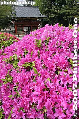 Keywords: tokyo bunkyo-ku nezu jinja shrine azaleas tsutsuji flowers matsuri festival