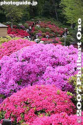 Quite spectacular from the top. Nezu Shrine.
Keywords: tokyo bunkyo-ku nezu jinja shrine azaleas tsutsuji flowers matsuri festival japanflower