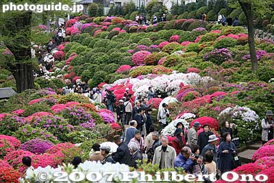 This was a weekday so it is less crowded than the weekend.
Keywords: tokyo bunkyo-ku nezu jinja shrine azaleas tsutsuji flowers matsuri festival