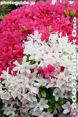 How do they mix these flower colors?
Keywords: tokyo bunkyo-ku nezu jinja shrine azaleas tsutsuji flowers matsuri festival
