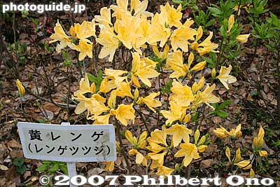 Can you believe yellow azaleas??
Keywords: tokyo bunkyo-ku nezu jinja shrine azaleas tsutsuji flowers matsuri festival