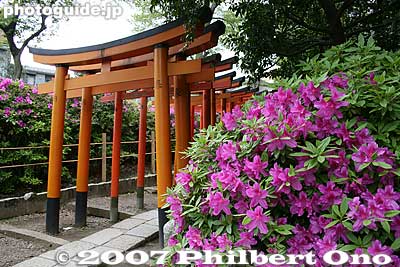 Torii gates and azaleas
Keywords: tokyo bunkyo-ku nezu jinja shrine azaleas tsutsuji flowers matsuri festival torii