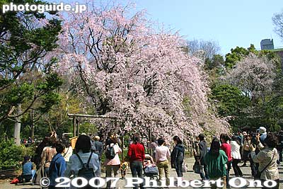 Side view
Keywords: tokyo bunkyo-ku ward rikugien japanese garden weeping cherry blossoms tree sakura