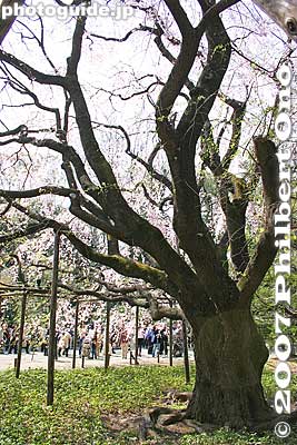 Tree trunk
Keywords: tokyo bunkyo-ku ward rikugien japanese garden weeping cherry blossoms tree sakura