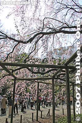Keywords: tokyo bunkyo-ku ward rikugien japanese garden weeping cherry blossoms tree sakura