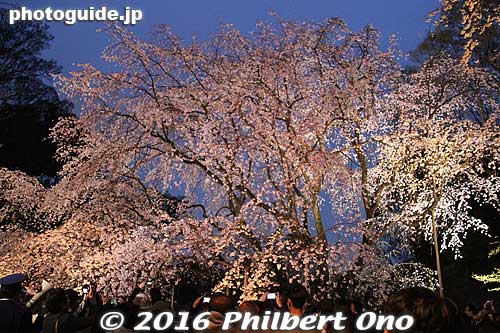 When the weeping cherry tree is in bloom, Rikugien Garden also illuminates the tree at night in late March to early April.
Keywords: tokyo bunkyo-ku ward rikugien japanese garden weeping cherry blossoms tree sakura night japanflower