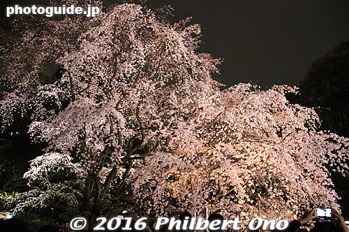 Keywords: tokyo bunkyo-ku ward rikugien japanese garden weeping cherry blossoms tree sakura night