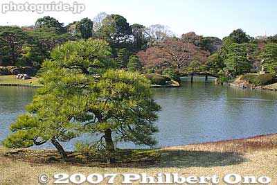 Rikugien was desinated as one of Japan's Special Scenic Spots in 1953. 国の特別名称
Keywords: tokyo bunkyo-ku ward rikugien japangarden matsu pine tree