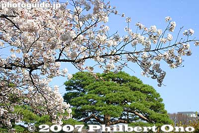 Cherry blossoms and pine tree
Keywords: tokyo bunkyo-ku ward rikugien garden matsu pine tree
