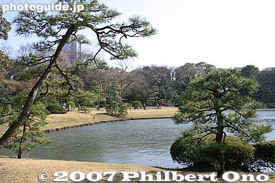 All kinds of matsu pine trees
Keywords: tokyo bunkyo-ku ward rikugien garden matsu pine tree pond