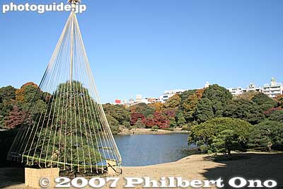 Keywords: tokyo bunkyo-ku ward rikugien japanese garden fall autumn leaves foliage pine tree