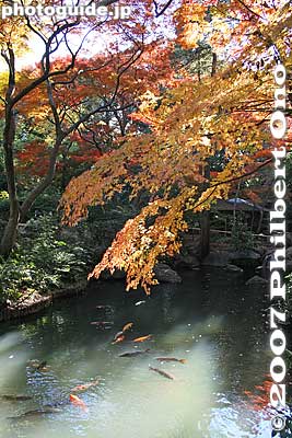 Keywords: tokyo bunkyo-ku ward rikugien japanese garden fall autumn leaves foliage carp koi