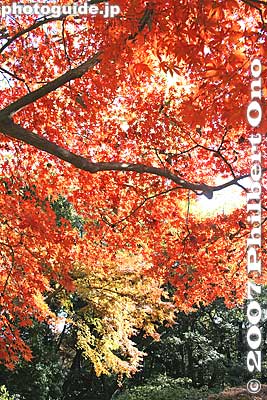 Maples
Keywords: tokyo bunkyo-ku ward rikugien japanese garden fall autumn leaves foliage