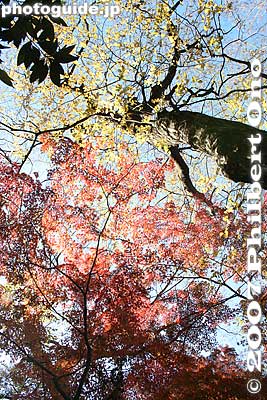 Keywords: tokyo bunkyo-ku ward rikugien japanese garden fall autumn leaves foliage momiji maple