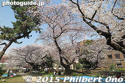 A few cherry trees on campus.
Keywords: tokyo bunkyo-ku university hongo campus