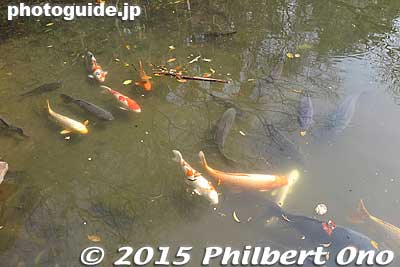 Some koi fish in Sanshiro Pond.
Keywords: tokyo bunkyo-ku university hongo campus