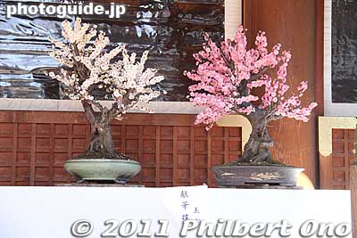 Bonsai plum blossoms in the shrine.
Keywords: tokyo bunkyo-ku ward yushima tenjin tenmangu shinto shrine ume matsuri plum blossoms flowers festival 
