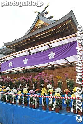 In the background is the roof of the Honden main hall.
Keywords: tokyo bunkyo-ku ward yushima tenjin tenmangu shinto shrine kiku matsuri chrysanthemum flowers festival 