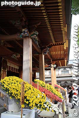 The Honden is flanked by chrysanthemums displayed in the kengai-zukuri style. 懸崖作り
Keywords: tokyo bunkyo-ku ward yushima tenjin tenmangu shinto shrine kiku matsuri chrysanthemum flowers festival 