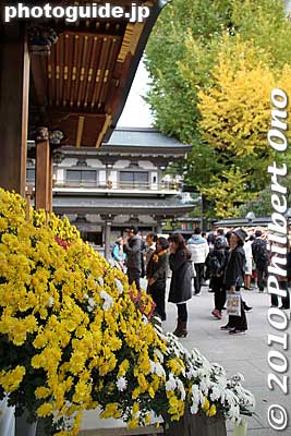 Keywords: tokyo bunkyo-ku ward yushima tenjin tenmangu shinto shrine kiku matsuri chrysanthemum flowers festival 
