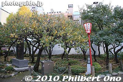 Plum trees. These will bloom in Feb.
Keywords: tokyo bunkyo-ku ward yushima tenjin tenmangu shinto shrine kiku matsuri chrysanthemum flowers festival 