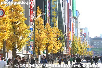 In autumn, we see fall leaves, a most appropriate sight in Akihabara because "Akihabara" means "Autumn leaves field."
Keywords: tokyo chiyoda-ku ward akihabara electronics shops stores shopping fall autumn leaves