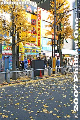 More fall leaves in Akihabara
Keywords: tokyo chiyoda-ku ward akihabara electronics shops stores shopping fall autumn leaves