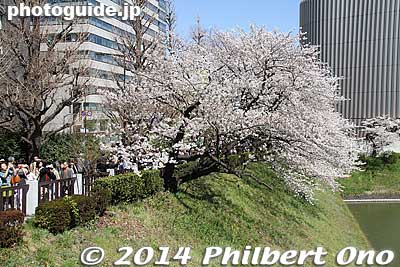 Slope from Kudanshita Station.
Keywords: tokyo chiyoda-ku chidorigafuchi cherry blossoms sakura