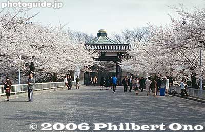 Roof of Budokan
Keywords: tokyo chiyoda-ku chidorigafuchi cherry blossoms sakura