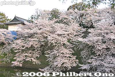 Keywords: tokyo chiyoda-ku chidorigafuchi cherry blossoms sakura japanharu