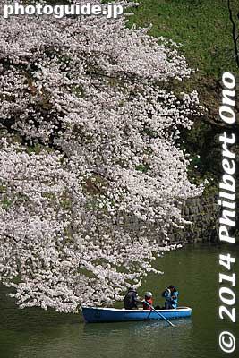 Keywords: tokyo chiyoda-ku chidorigafuchi cherry blossoms sakura
