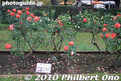 In Nov., a variety of roses bloom in Hibiya Park.
Keywords: tokyo chiyoda-ku hibiya koen park flowers roses 